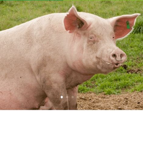 Pigs