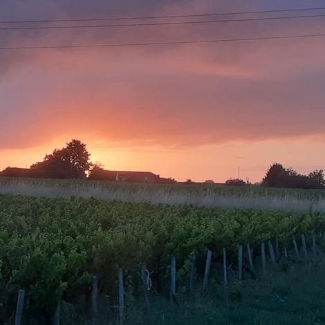 Château Devise dArdilley - Vineyard