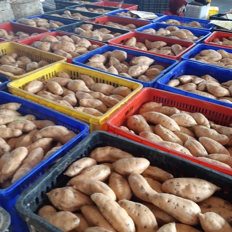 warehouse of sweet potato