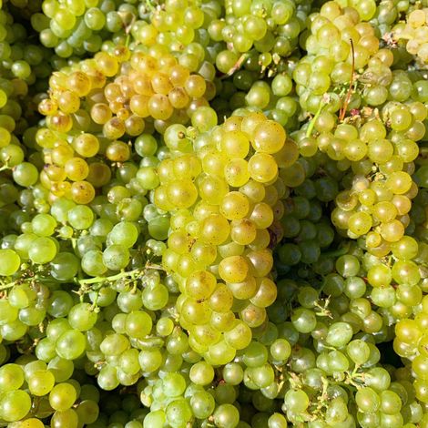 Hagafen Cellars_Wine_Grapes