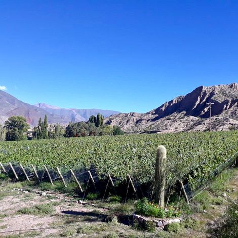 Viñedos Yacoraite_Wine_Vineyard