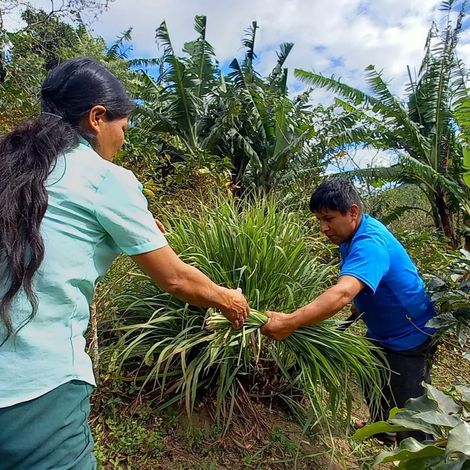 Asoc De Prod De Mango Del Valle Alto Piura