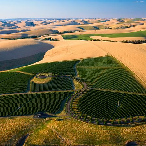 Figgins vineyard 3.jpg