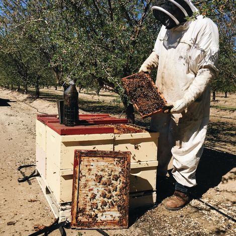 Beekeeper