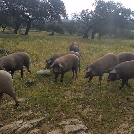Iberian Pigs in Montanera