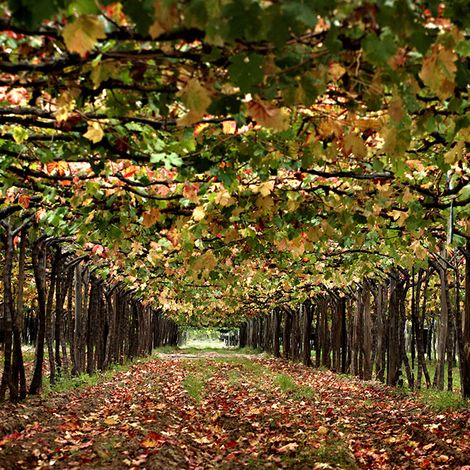 Bodega Santa Julia - Vineyard