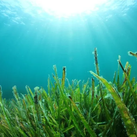 What-Is-Seaweed.webp