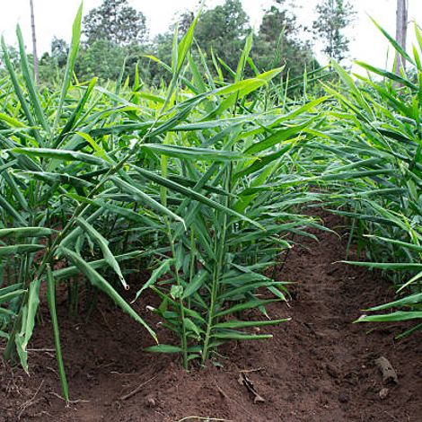 Ginger Fields