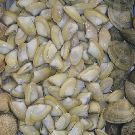 ALEXANDRIDIS, G., & CO. OE FRUTTI DI MARE