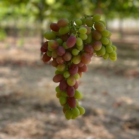 FRUKLAS GRAPES SHOTS (12).jpg