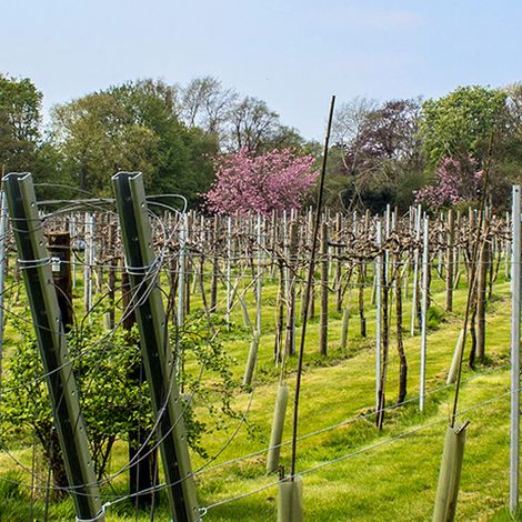 Rothley Wine Estate