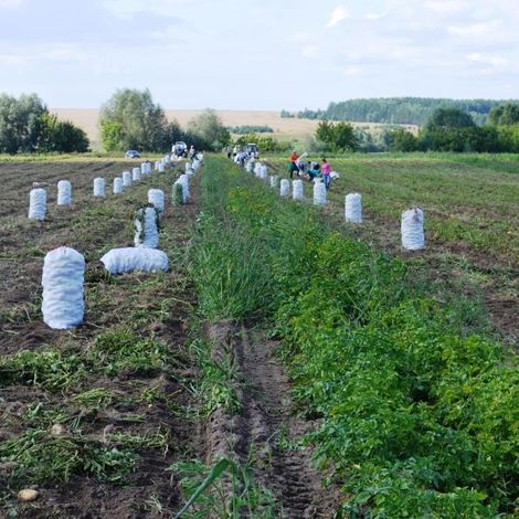 KFH Enezh - Potato Harvest