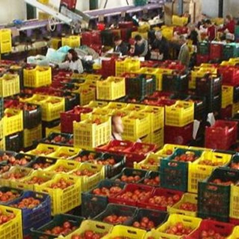 AGRIC. COOP. OF VEGETABLE PROD. KOUNTOURAS