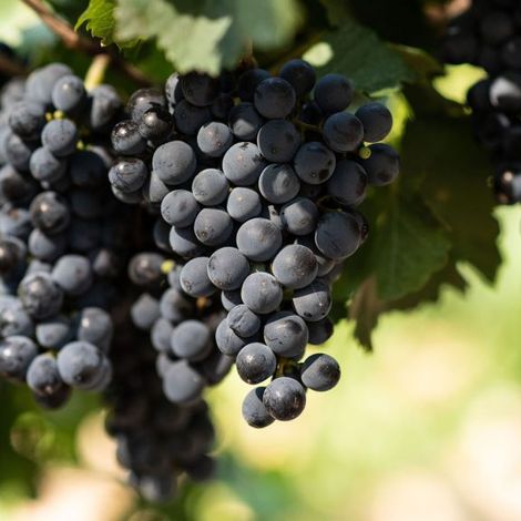 Xumek_Wine_Vineyards