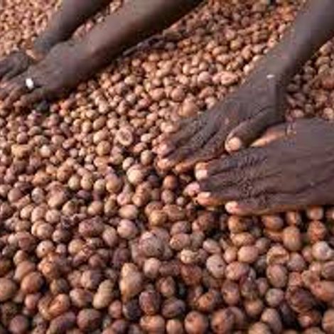 Shea nut