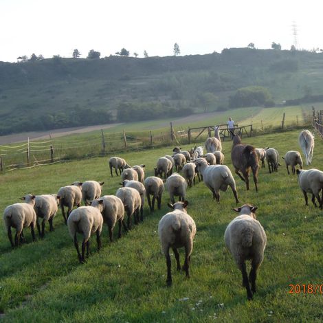 Lamb
