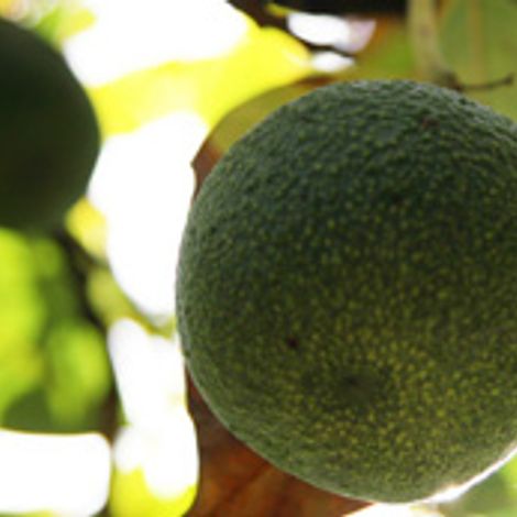 avocado-tree.jpg