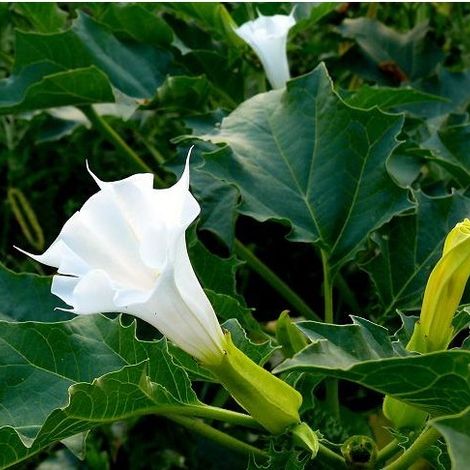 Shaanxi Yi An Biological Technology Co.,Ltd.