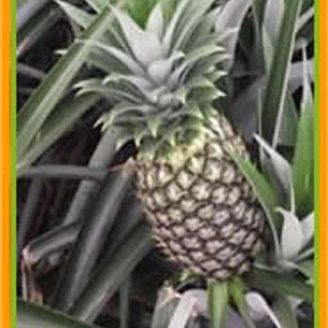 pineapple