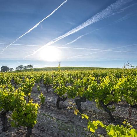 Château de Rayne Vigneau - Vineyard