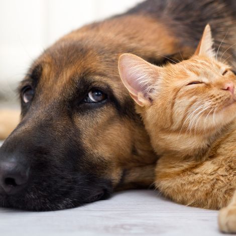 Animals