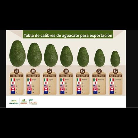 Avocado size chart