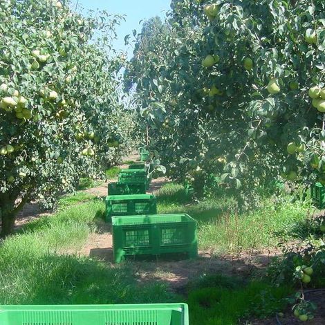 Coopval - Cooperativa Agrícola dos Fruticultores do Cadaval, CRL. - Plantation