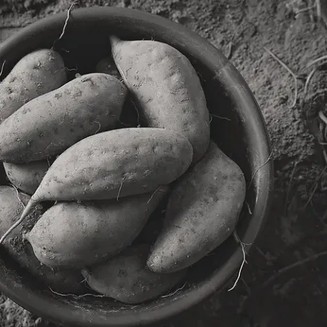 Farm Fresh Produce