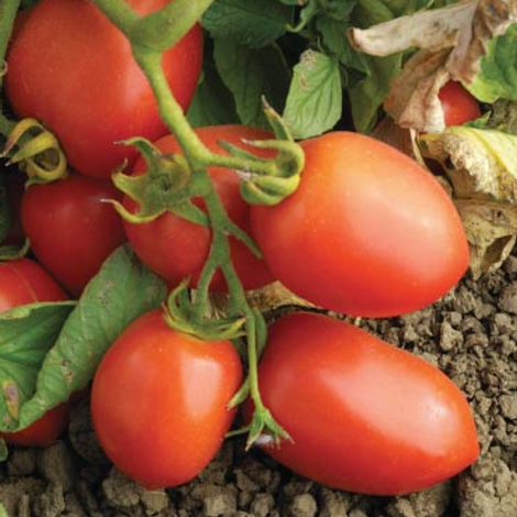 J. G. Boswell Tomato Company, LLC