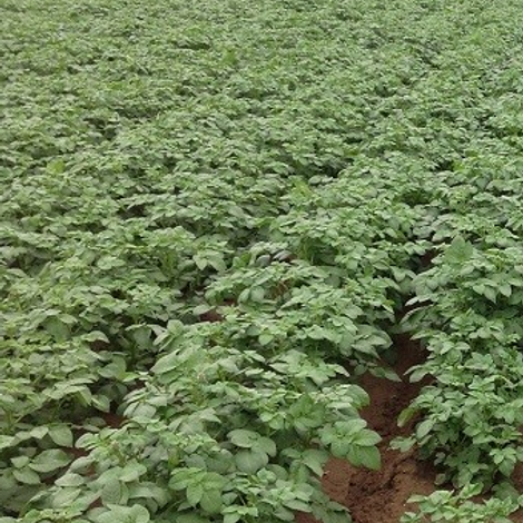 Tack agri - Plantation