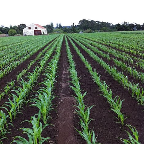 Seed Solutions Limited