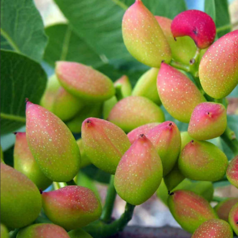 AMA Pistachios mbH