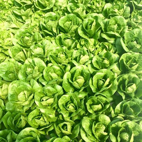 Verde transperente - Products