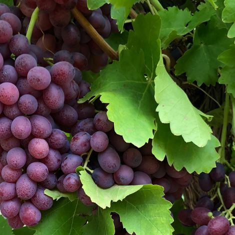 Te Mata Exports