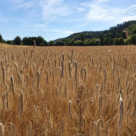 Rye Field In The Orla Valley