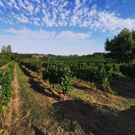 Château Haut-Garriga - Vineyard