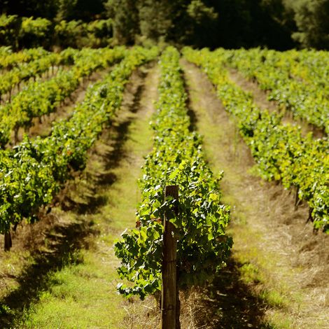 Portfolio Limited Edition vineyards 2.jpg