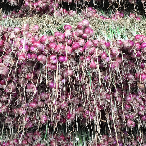 RUNGRUENG AGRI FOOD CO., LTD.