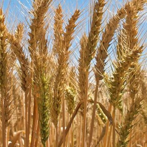 Friederichs Seed, Inc