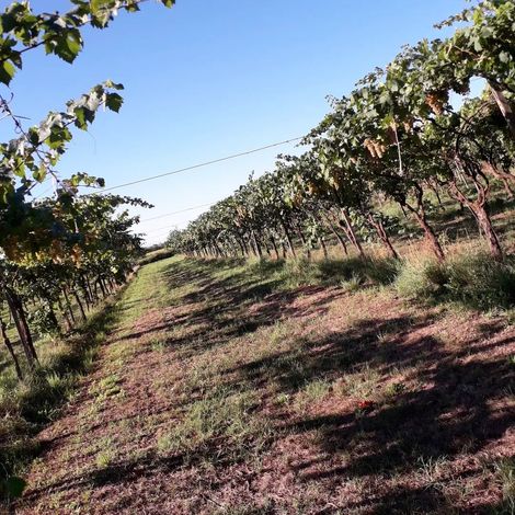 AZIENDA AGRICOLA SANTA CLELIA - Plantation