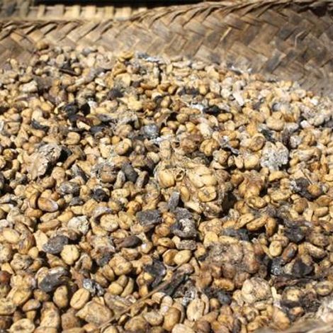 Nguyen Huy Hung Coffee One Member Co., Ltd - Coffee Beans