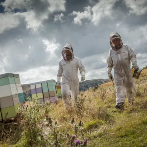 Egmont Honey Ltd. - Beehives