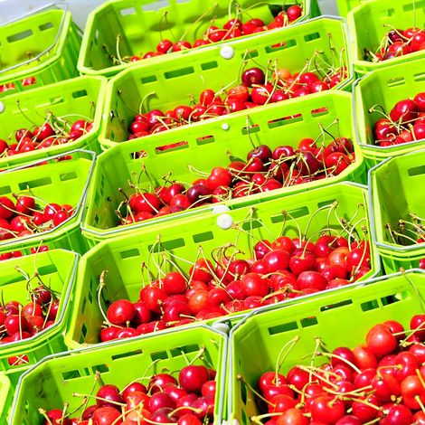 Exportadora Prize LTDA - Harvested Products
