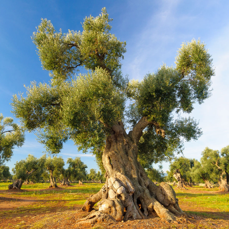 OLEARIA DESANTIS S.P.A.
