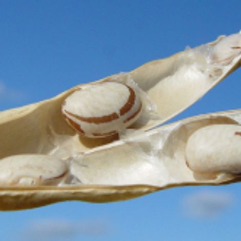 Frutini Fruticultura Aliprandini LTDA