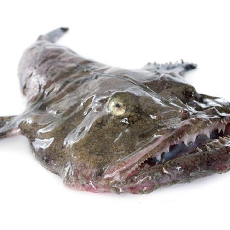 Monk fish