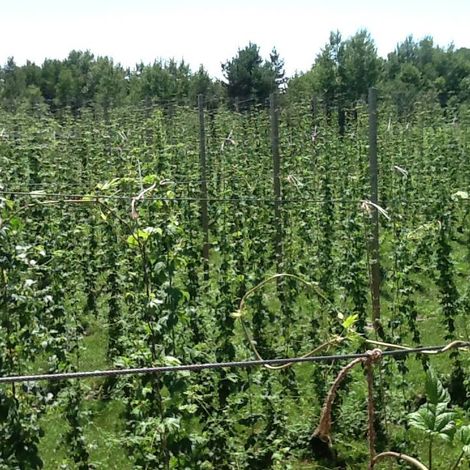 black creek hops