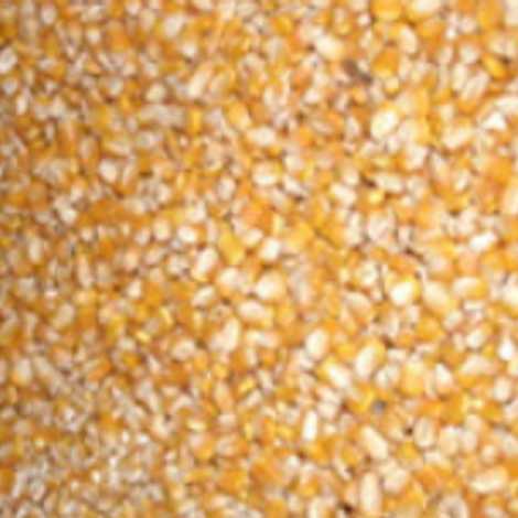 yellow corn