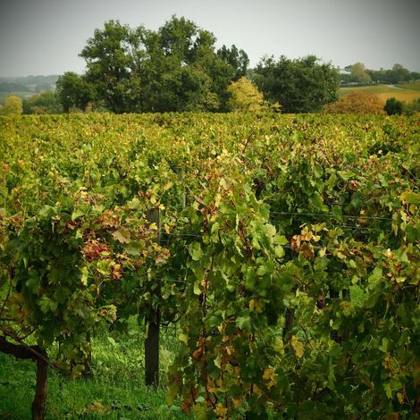 Château Clos de Sarpe