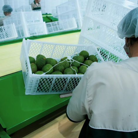Mountain Avocado SAS - Production
